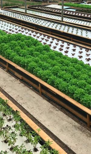 Production de salades Nutreets